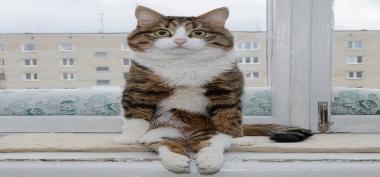 Pelajaran yang Dibawa Oleh Kucing Untuk Kita