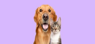 industri pet care